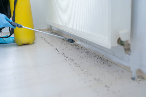 Best Spider Control Near Me  in Fontana, CA